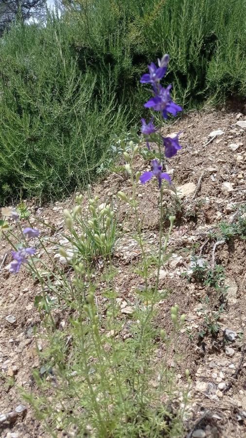 Bed and Breakfast Les Cigales Villelaure Экстерьер фото